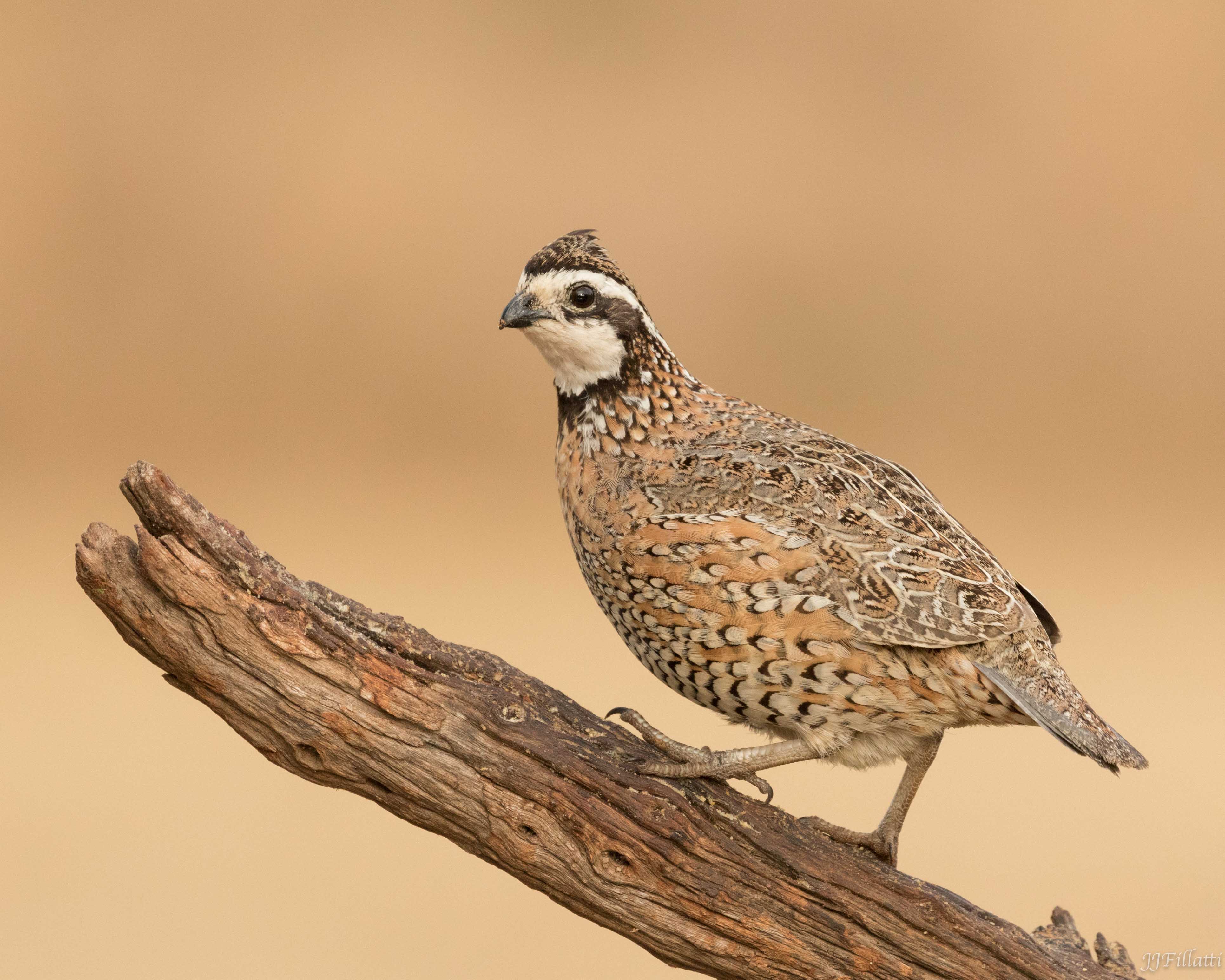 bird of texas image 19